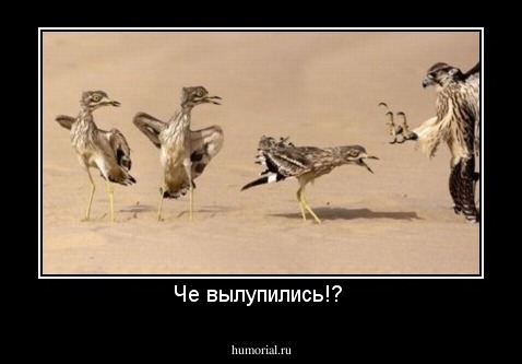 Че вылупились!? 