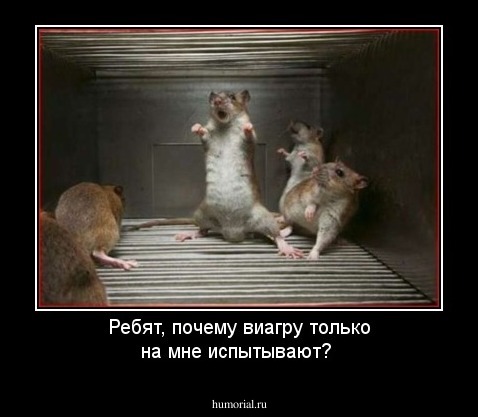 Ребят, почему виагру только на мне испытывают?
