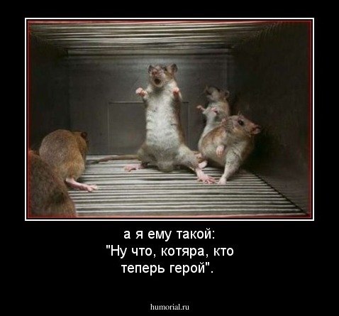 а я ему такой: "Ну что, котяра, кто теперь герой".