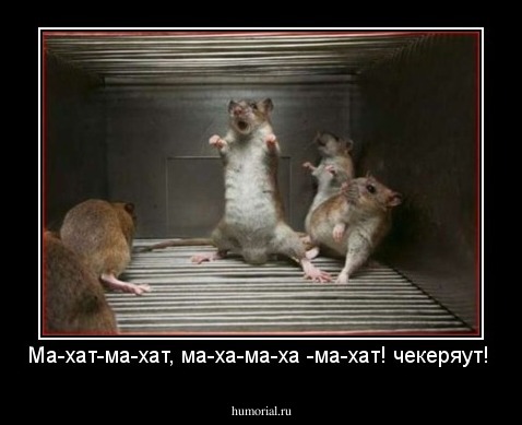 Ма-хат-ма-хат, ма-ха-ма-ха -ма-хат! чекеряут!