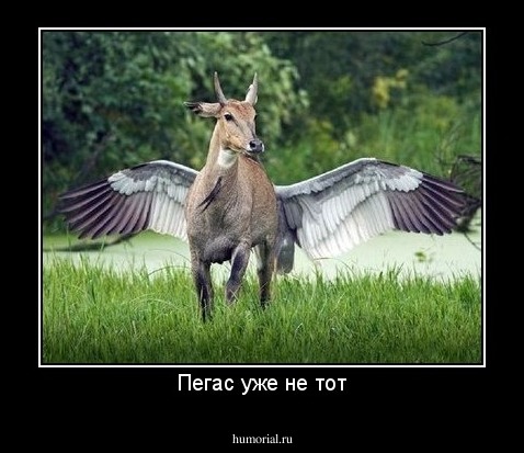 Пегас уже не тот