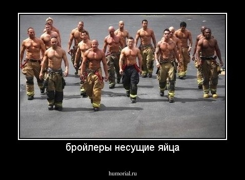 бройлеры несущие яйца