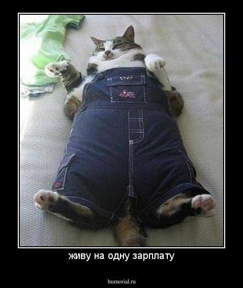 живу на одну зарплату