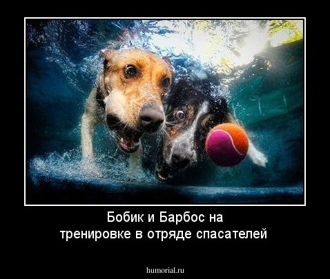Бобик и Барбос на тренировке в отряде спасателей