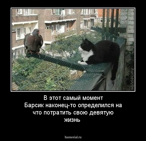 В этот самый момент Барсик наконец-то определился на что потратить свою девятую жизнь