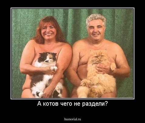 А котов чего не раздели?