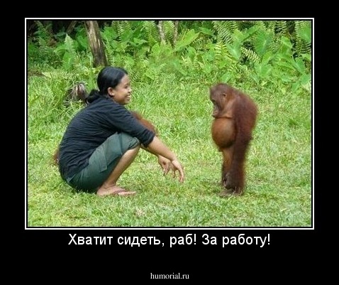 Хватит сидеть, раб! За работу!