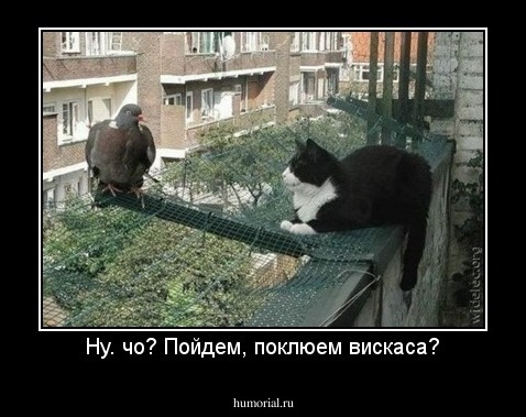 Ну. чо? Пойдем, поклюем вискаса?