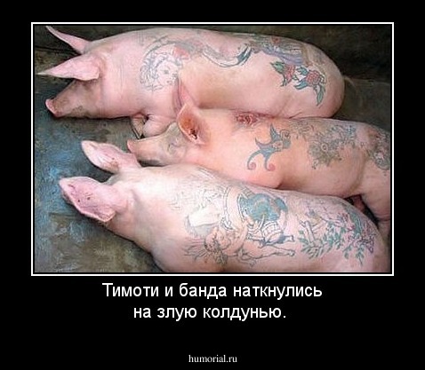 Тимоти и банда наткнулись на злую колдунью.