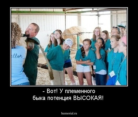 - Вот! У племенного быка потенция ВЫСОКАЯ!