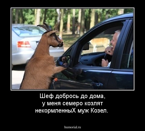 Шеф добрось до дома, у меня семеро козлят некормленныХ муж Козел.