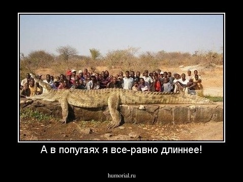 А в попугаях я все-равно длиннее!