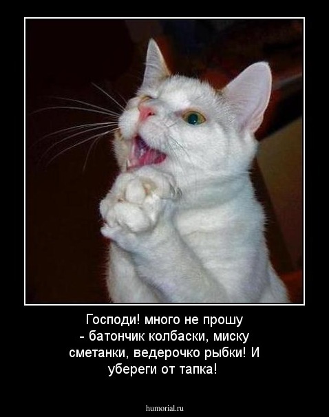 Господи! много не прошу - батончик колбаски, миску сметанки, ведерочко рыбки! И убереги от тапка!