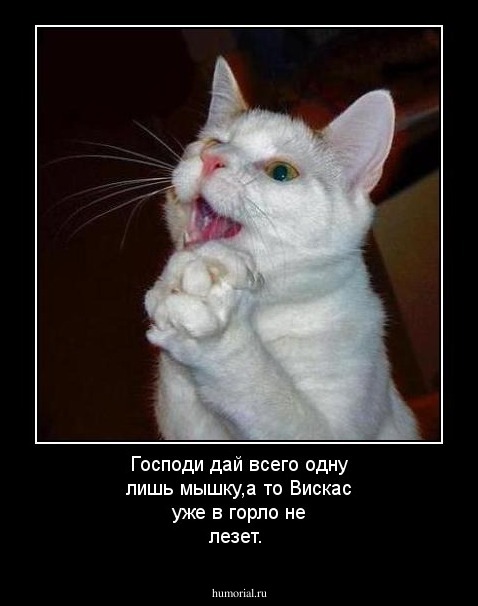 Господи дай всего одну лишь мышку,а то Вискас уже в горло не лезет.
