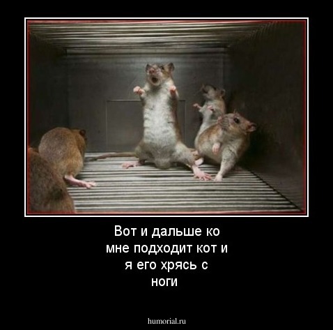 Вот и дальше ко мне подходит кот и я его хрясь с ноги