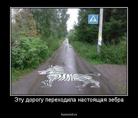 Эту дорогу переходила настоящая зебра