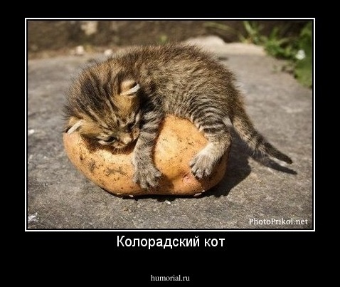 Колорадский кот