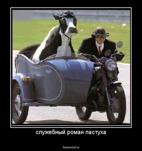 служебный роман пастуха