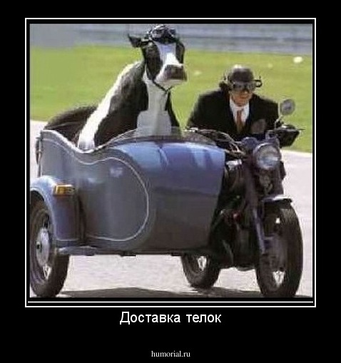 Доставка телок