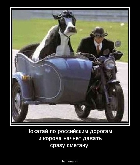 Покатай по российским дорогам, и корова начнет давать сразу сметану