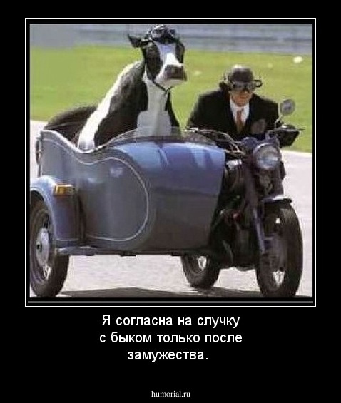 Я согласна на случку с быком только после замужества.
