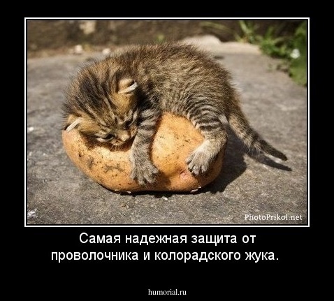 Самая надежная защита от проволочника и колорадского жука.