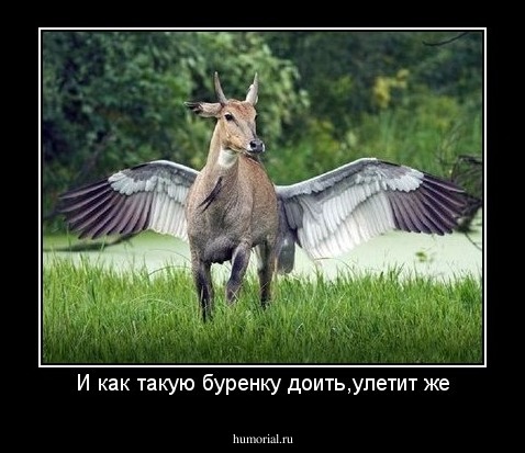 И как такую буренку доить,улетит же