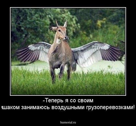 -Теперь я со своим ишаком занимаюсь воздушными грузоперевозками!