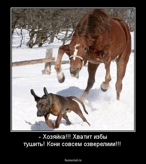 - Хозяйка!!! Хватит избы тушить! Кони совсем озверелиии!!!