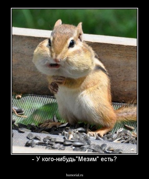 - У кого-нибудь"Мезим" есть?