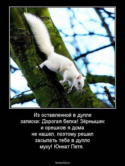 Из оставленной в дупле записки: Дорогая белка! Зёрнышек и орешков я дома не нашел, поэтому решил засыпать тебе в дупло муку! Юннат Петя.
