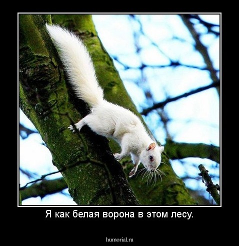 Я как белая ворона в этом лесу.