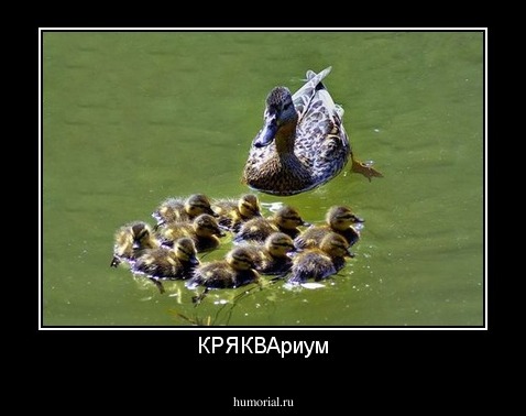 КРЯКВАриум