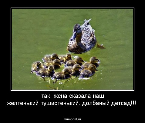 так, жена сказала наш желтенький пушистенький. долбаный детсад!!!