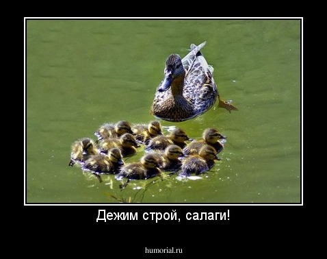 Дежим строй, салаги!