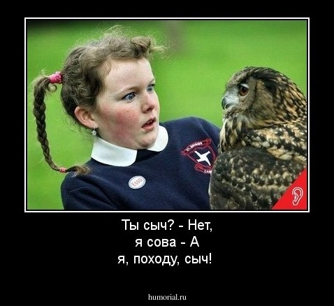 Ты сыч? - Нет, я сова - А я, походу, сыч!