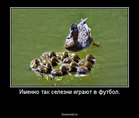 Именно так селезни играют в футбол.
