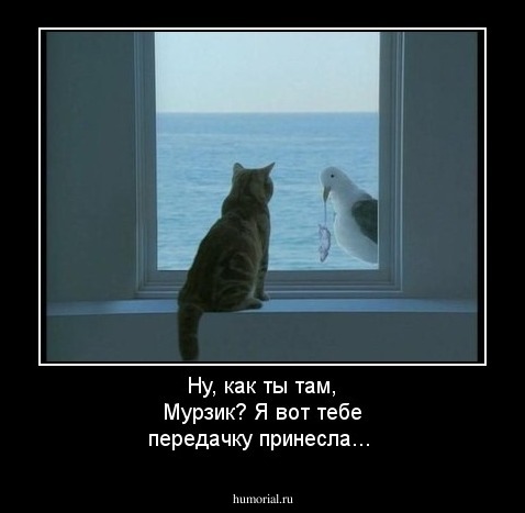Ну, как ты там, Мурзик? Я вот тебе передачку принесла...