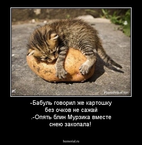 -Бабуль говорил же картошку без очков не сажай .-Опять блин Мурзика вместе снею закопала!