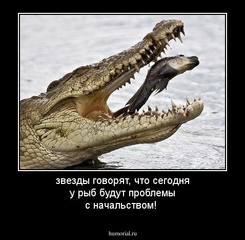 звезды говорят, что сегодня у рыб будут проблемы с начальством!