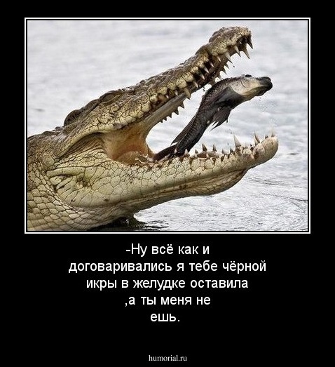 -Ну всё как и договаривались я тебе чёрной икры в желудке оставила ,а ты меня не ешь.