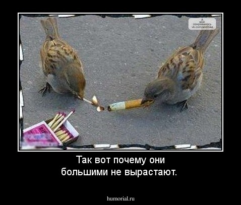 Так вот почему они большими не вырастают.