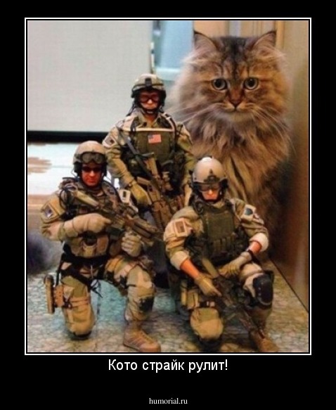 Кото страйк рулит!
