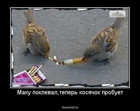 Маку поклевал,теперь косячок пробует