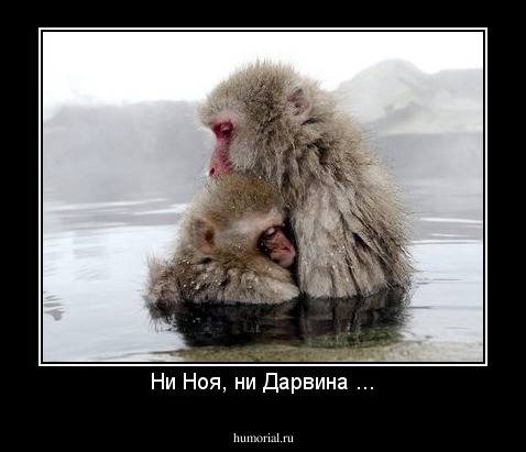 Ни Ноя, ни Дарвина ...