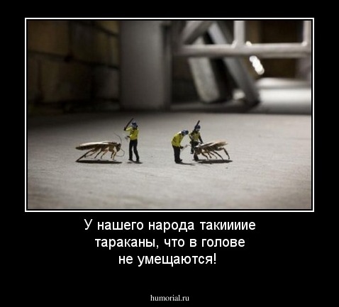 У нашего народа такиииие тараканы, что в голове не умещаются!