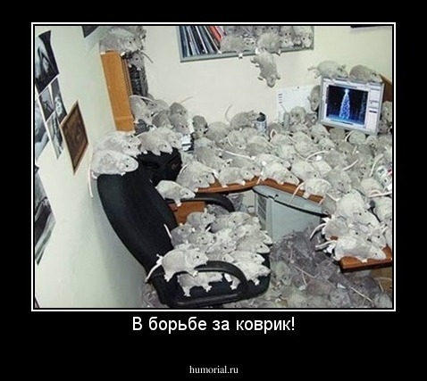 В борьбе за коврик!