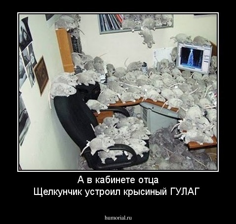 А в кабинете отца Щелкунчик устроил крысиный ГУЛАГ