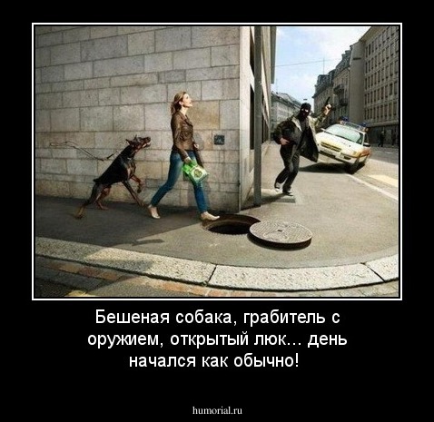 Бешеная собака, грабитель с оружием, открытый люк... день начался как обычно!