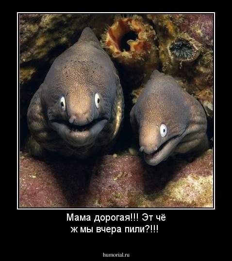 Мама дорогая!!! Эт чё ж мы вчера пили?!!!